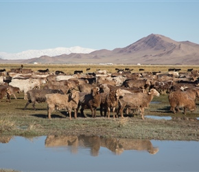 12.09.22-10-Sheep,-goats-and-mountains.jpg