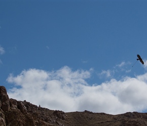 The eagles were released atop a prominentry overlooking the field