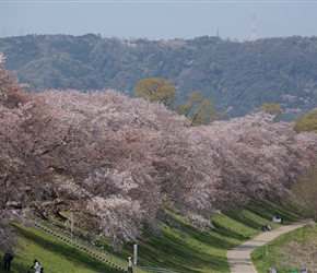 Cherry Blossom