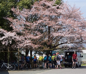 Morning coffee under the Cherry Tree