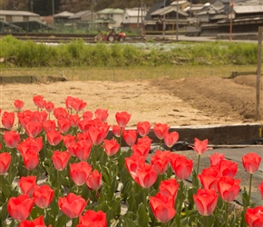 A splash of colour in one of Japans many small fields