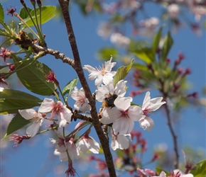 The bees were also enjoying the blossom