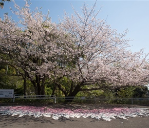 We were lucky, the trees were in full bloom. For the rest of the year, the pink and white sponged paint would give an impression