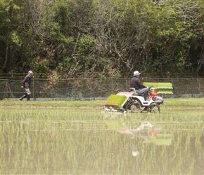 Even the smallest paddy fields needs a rice planter