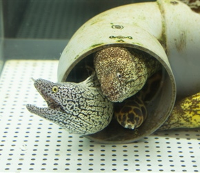 A local school had built an aquarium. Muroto Schoolhouse Aquarium contained all sorts including Moray Eels