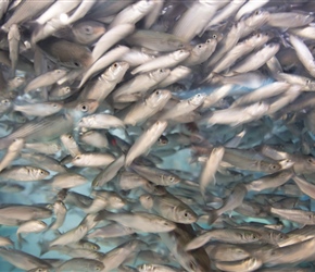 Haddock in a tank at Muroto Schoolhouse Aquarium