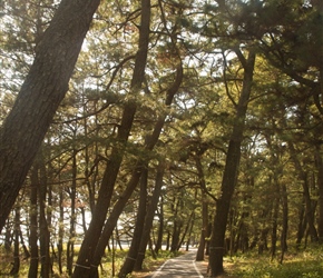 Cyclepath through the coastal woodland