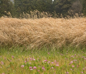 Vergeside flowers