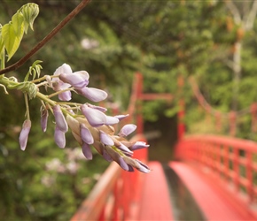 12.04.231Flowerandredsuspensionbridge.jpg