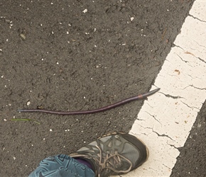 It had rained the night before which we think had brought out these enormous purple worms