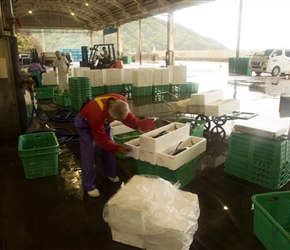 We passed a fishing dock where fish were being landed, stamped and sorted. Here Burito were being labelled