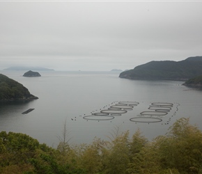 Fish Farming