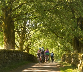 Leaving Brownber hall through the dappled shade of the entrance drive