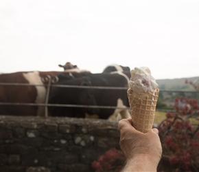 Quite some ic cream at Howgill ice cream farm. At £3.50, the same price as Sedbergh, but bigger cone, double scooped and frankly so much tastier