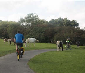 Across Roborough Down, where the dartmoor Ponies chose to join us