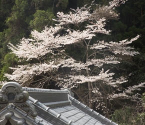 Pretty against a Japanese roof