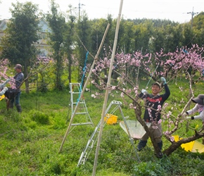 Trimming the bloosom away to increase yields