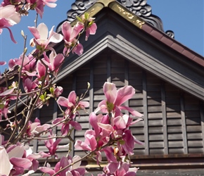 The Magnolias were also in bloom