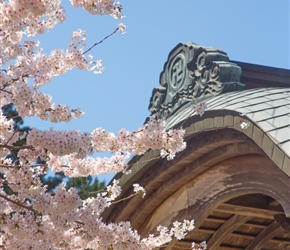 Cherry Blossom and Temple 21