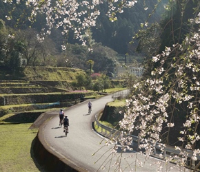 Sunshine, frogs croaking and chery blossom, beautiful Japan