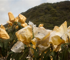 Pretty labour intensive agriculture. Each of these bags are put on as individuals and the tress were everywhere