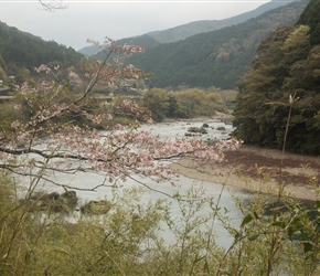 Cherry Blossom along the Shimanto River