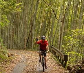 Ian passes the unfeasably thick bamboo by the side of the lane