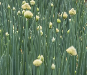 We passed several kilometres on onion fields. How in April they were so far on, I still don't know