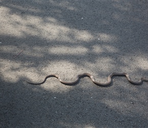 Yes this one was alive (check the raised head) basking in the sun on the side, it slithered into the bushes