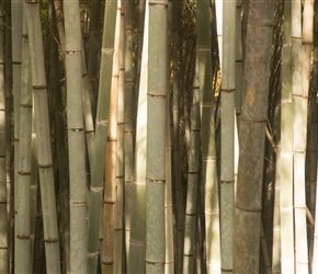 Bamboo