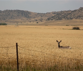 07.09.24-18-Mule-deer-in-corn-field.jpg