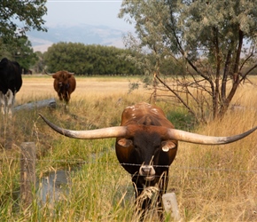 Longhorn steer