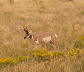 Pronghorn by the entrance to Yellowstone