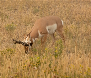 Pronghorn by the entrance to Yellowstone