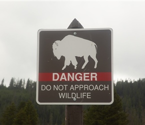 Watch out for the bison