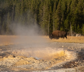 Bison by the spring