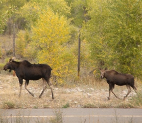 Moose on the cyclepath