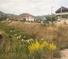 A shepherd watches his sheep on the edge of Podgradec