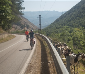 Goats along the barrier on the valley of the River Aoos