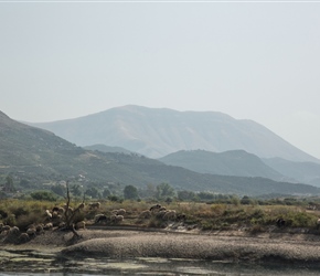 Sheep and mountains looking left