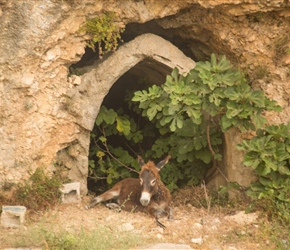 A donkey takes the shade at Vuno