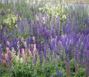 Lupins