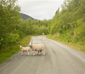 Steep climb and sheep