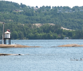 A raft of swans on Drammensfjorden