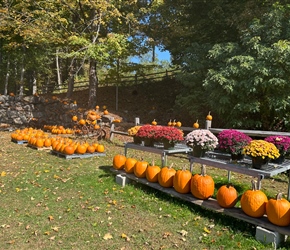 Pumpkins