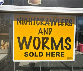 Nightcrawlers and worms at River Bend Market