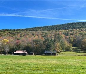 Tree colours at Grafton