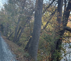 Julie long track to Woodstock