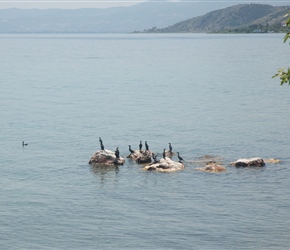 Cormorants on the lake