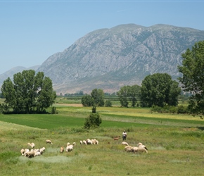 Shepherd tending sheep